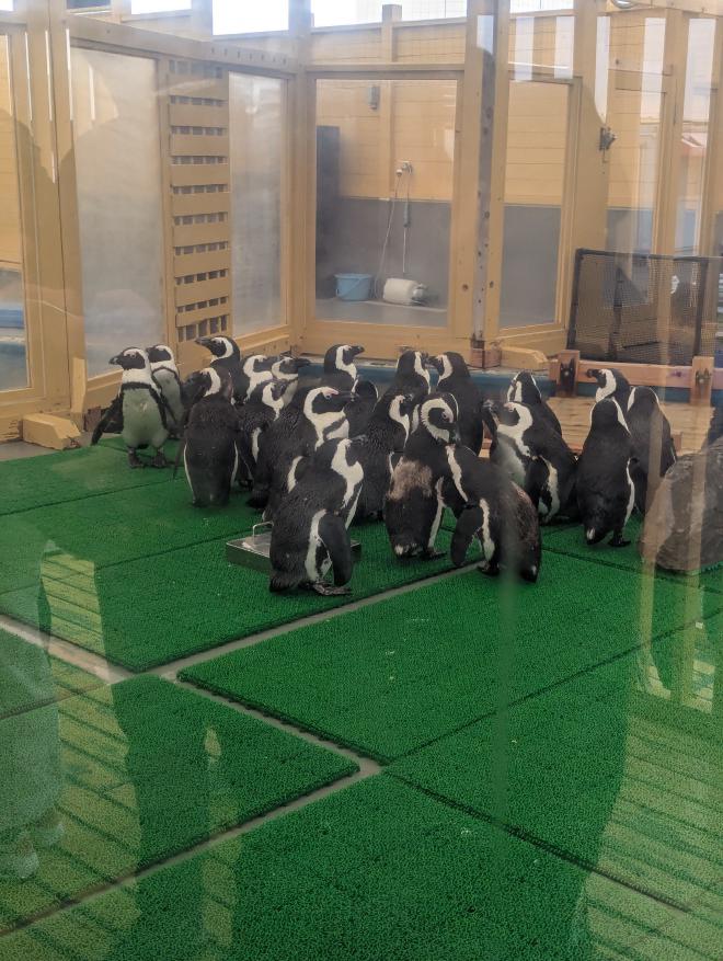 ペンギン